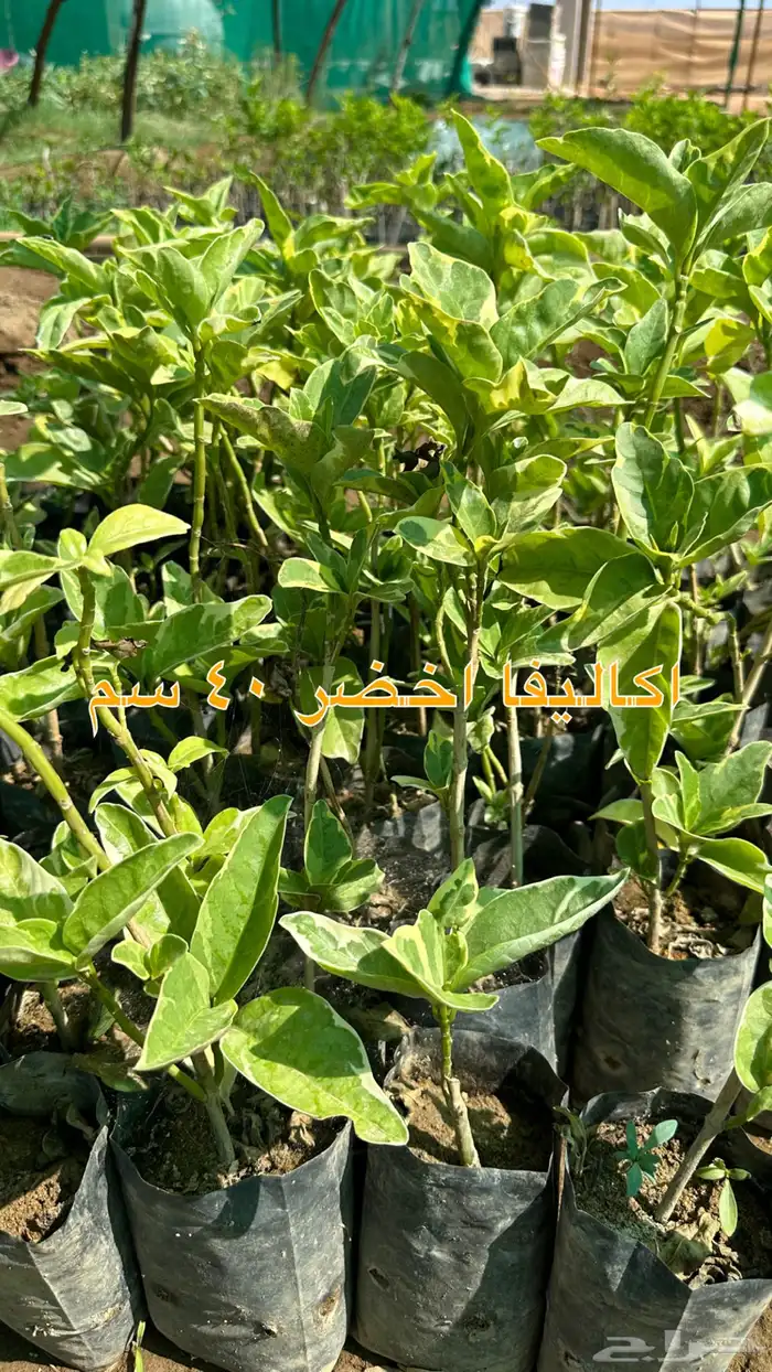 شتلات زينه ونباتات مثمره ب 2 ريالين 40
