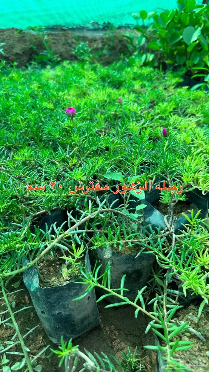 شتلات زينه ونباتات مثمره ب 2 ريالين 34