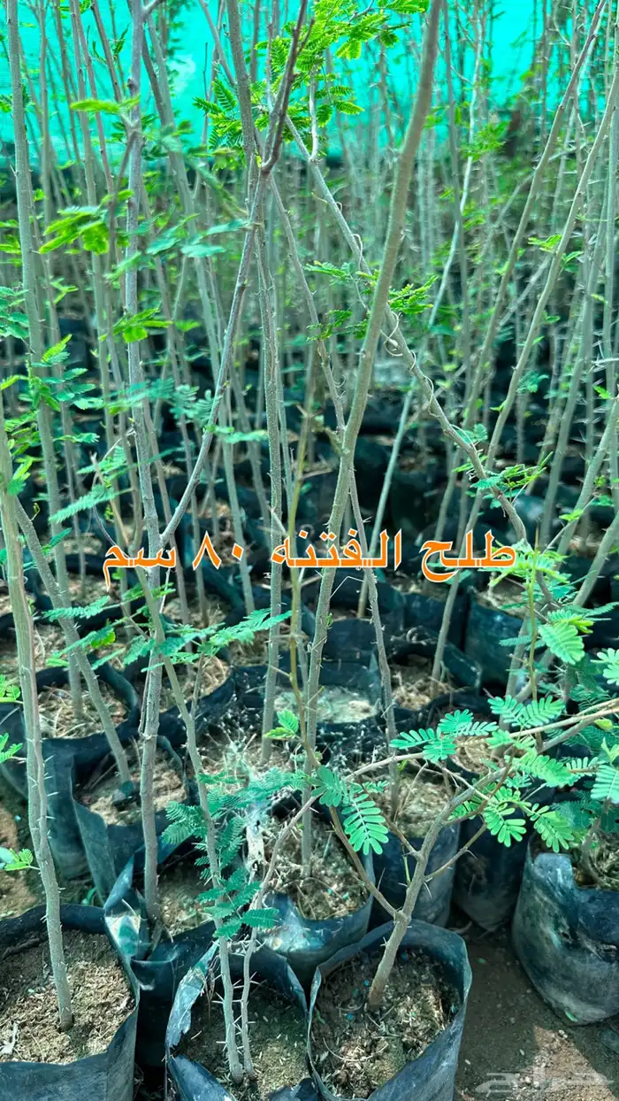 شتلات زينه ونباتات مثمره ب 2 ريالين 51