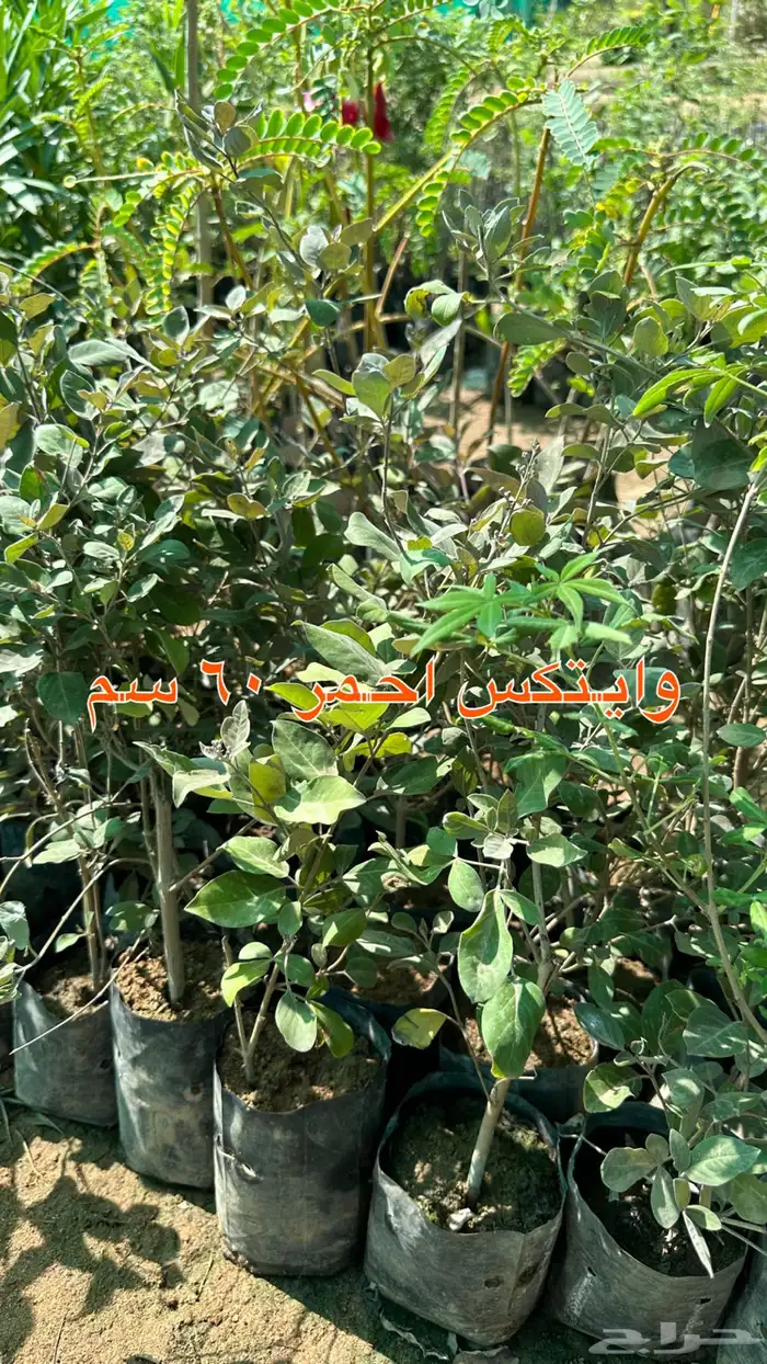 شتلات الزينة ب2 ريال فقط 17
