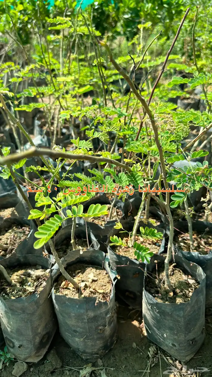 شتلات زينه ونباتات مثمره ب 2 ريالين 14