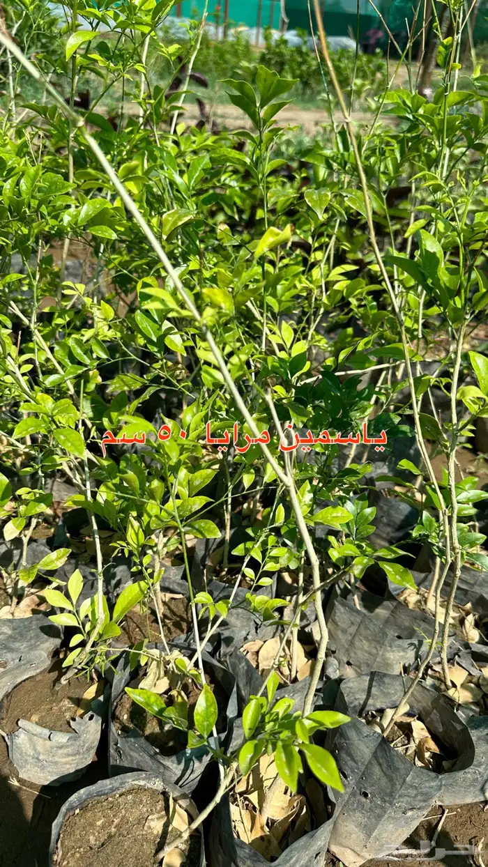 شتلات زينه ونباتات مثمره ب 2 ريالين 42