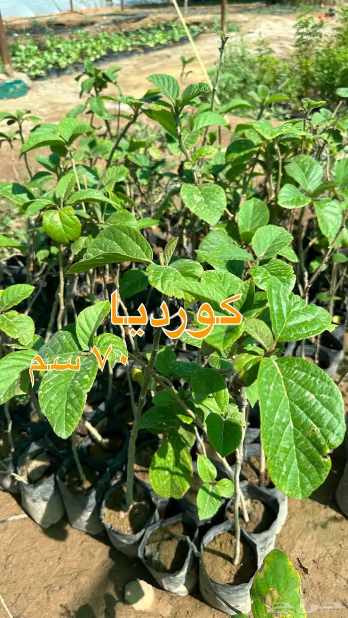 شتلات زينه ونباتات مثمره ب 2 ريالين 20