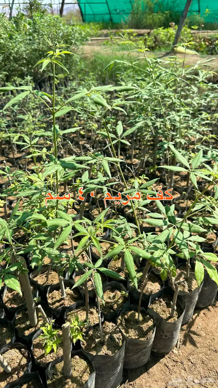 شتلات زينه ونباتات مثمره ب 2 ريالين 24