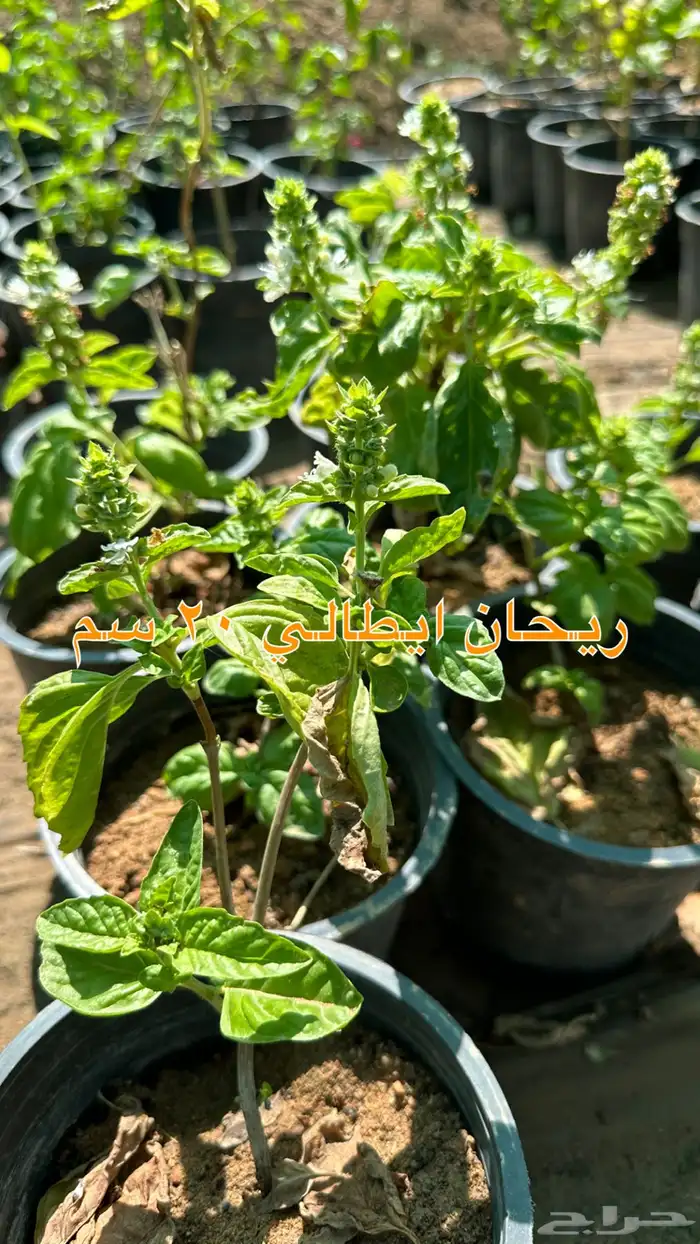 شتلات زينه ونباتات مثمره ب 2 ريالين 28