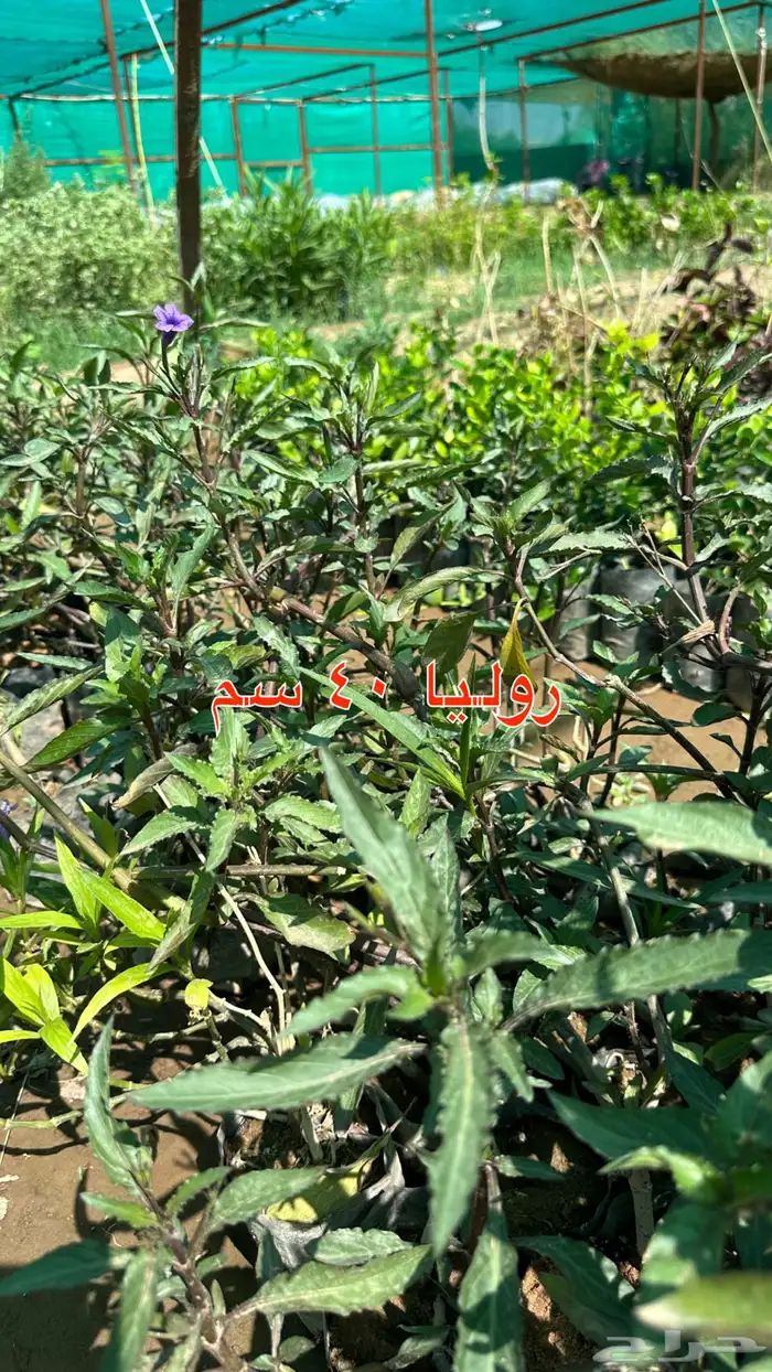 شتلات زينه ونباتات مثمره ب 2 ريالين 44