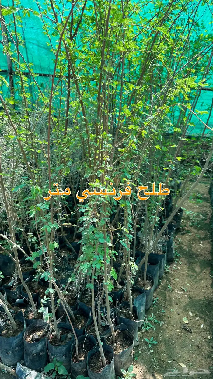 شتلات زينه ونباتات مثمره ب 2 ريالين 53