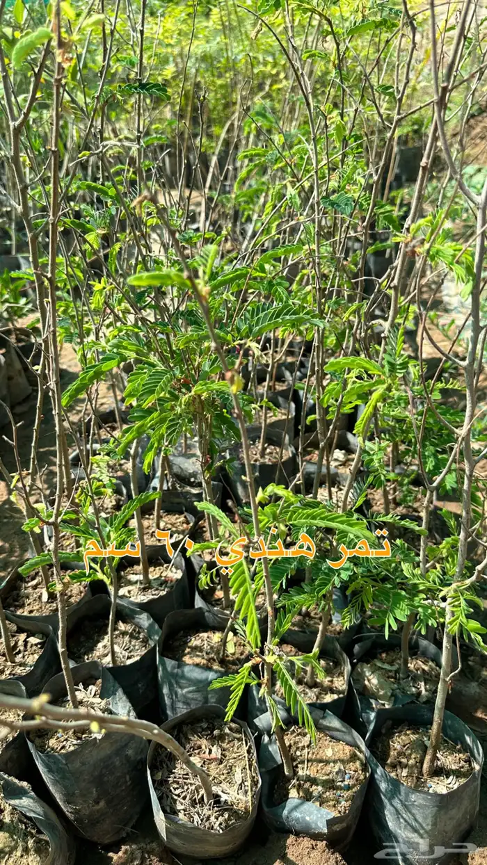 شتلات زينه ونباتات مثمره ب 2 ريالين 4