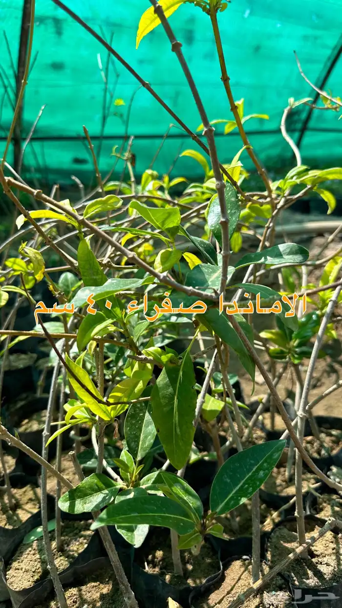 شتلات زينه ونباتات مثمره ب 2 ريالين 46