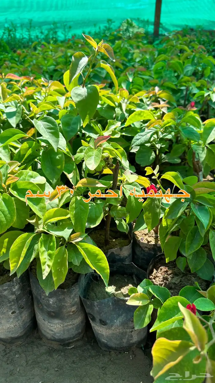 شتلات زينه ونباتات مثمره ب 2 ريالين 48