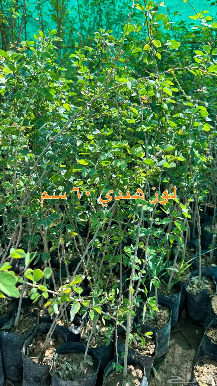 شتلات زينه ونباتات مثمره ب 2 ريالين 54