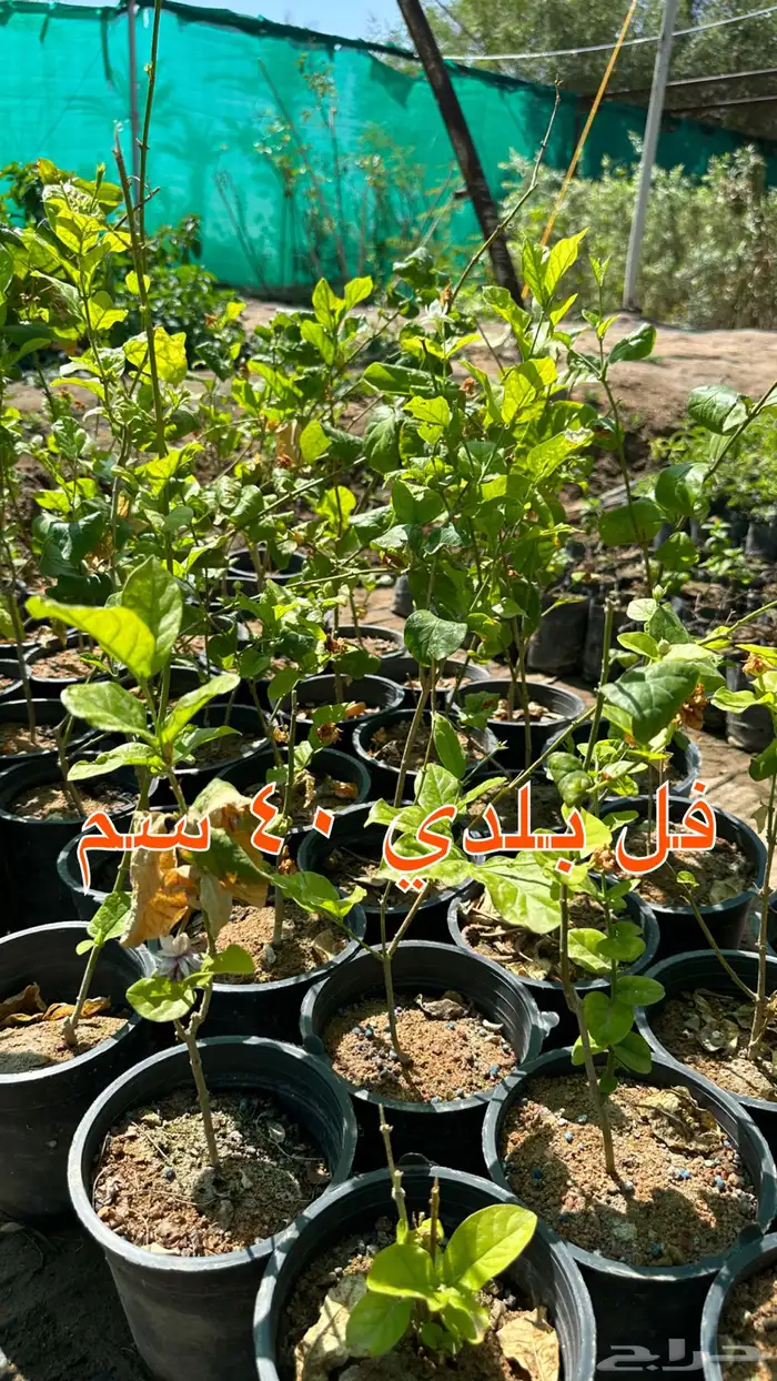 شتلات زينه ونباتات مثمره ب 2 ريالين 30