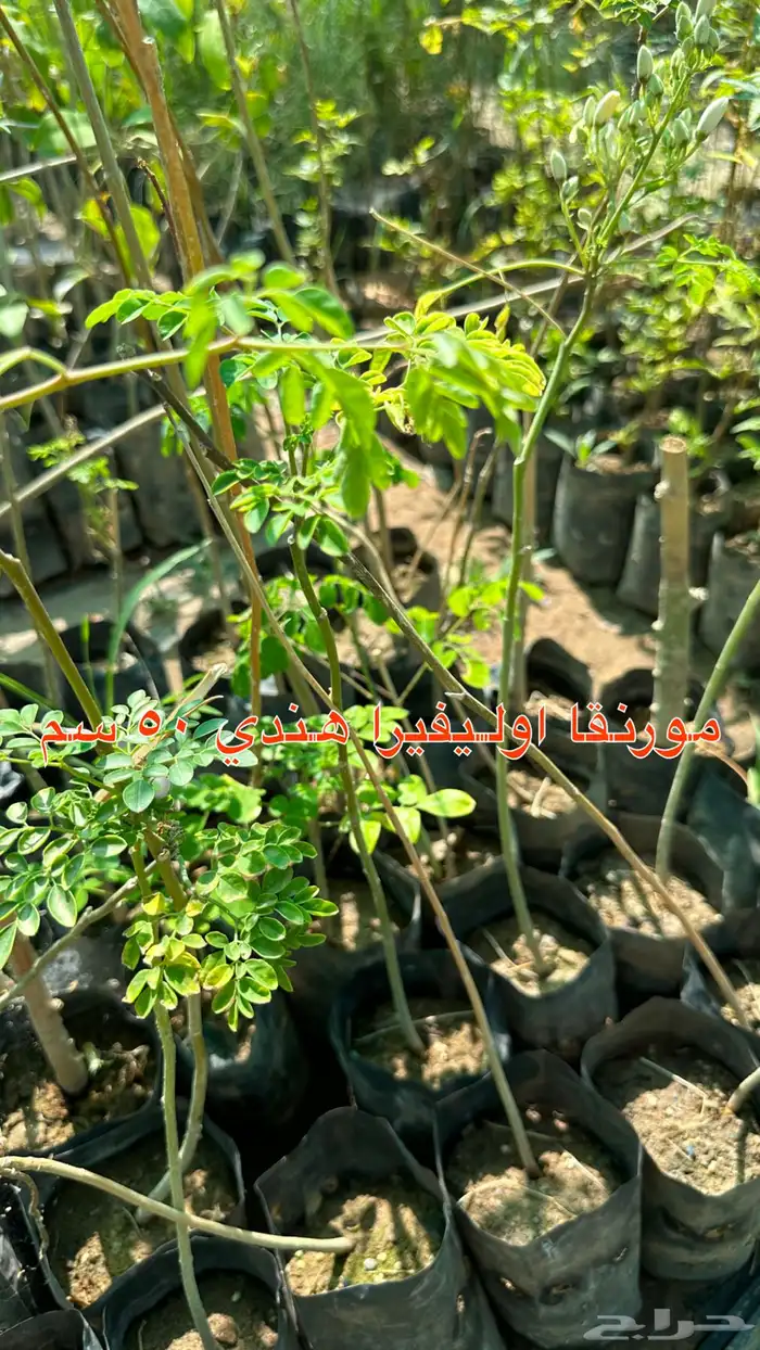 شتلات زينه ونباتات مثمره ب 2 ريالين 3