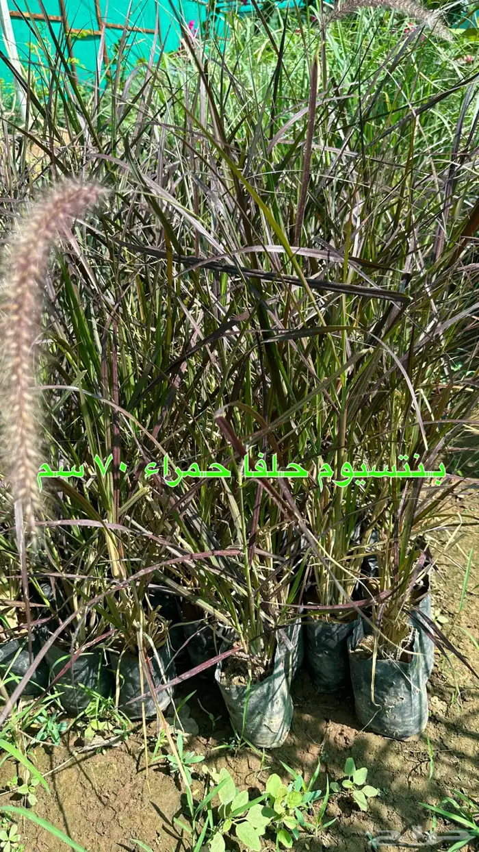 شتلات زينه ونباتات مثمره ب 2 ريالين 1