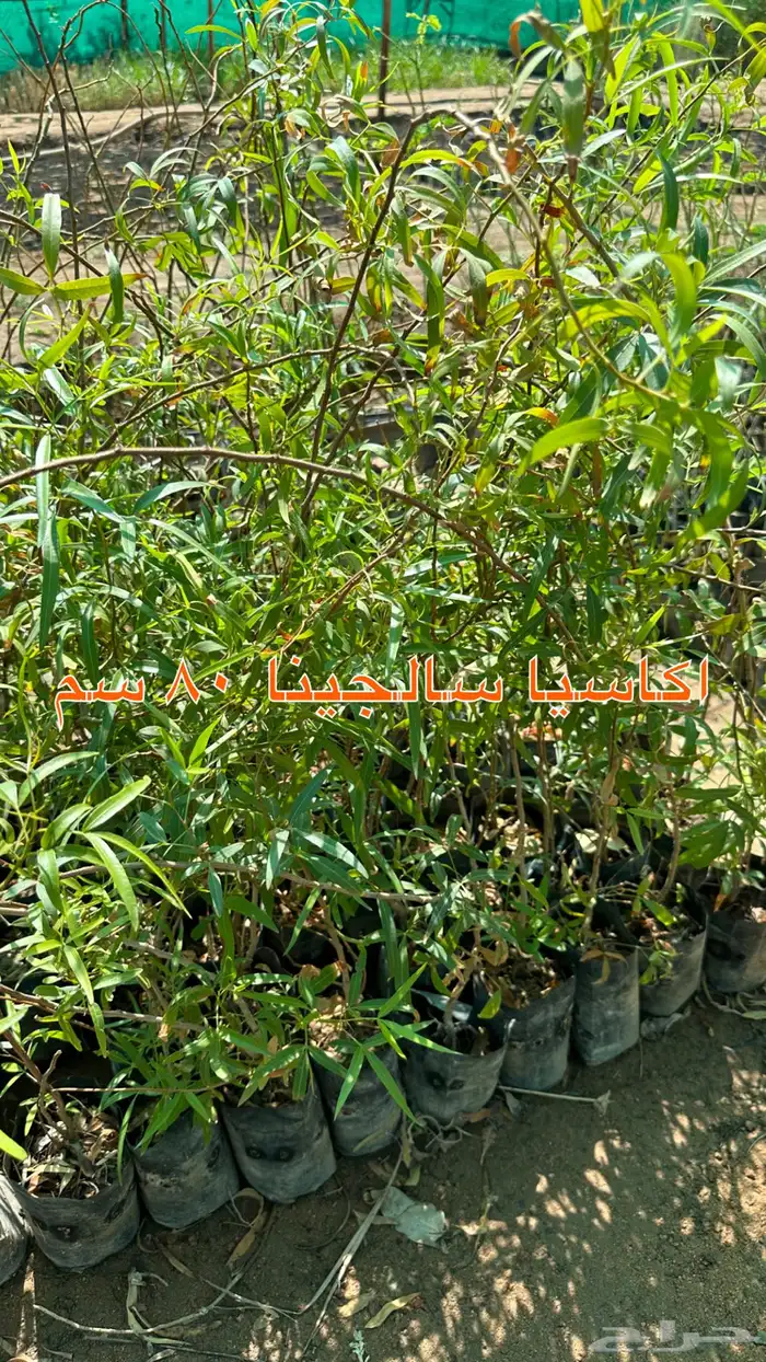 شتلات الزينة ب2 ريال فقط 6