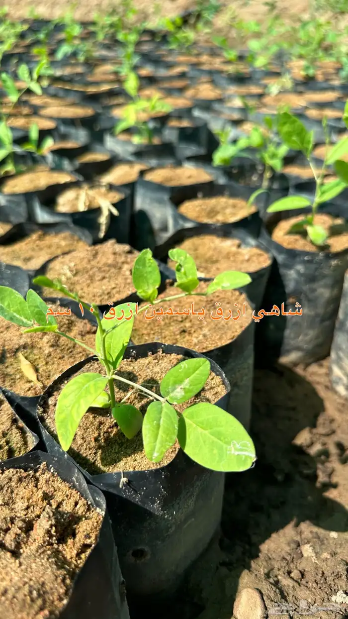 شتلات الزينة ب2 ريال فقط 13