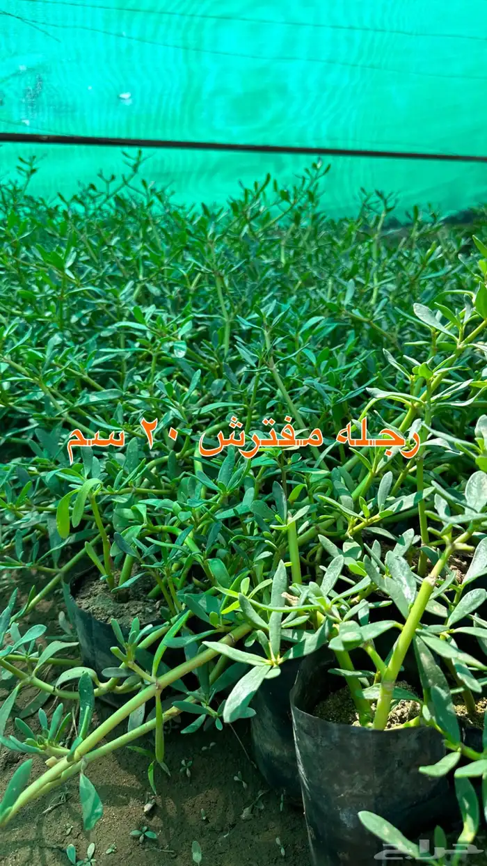 شتلات زينه ونباتات مثمره ب 2 ريالين 35