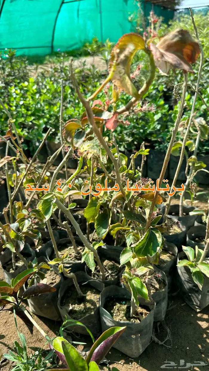 شتلات زينه ونباتات مثمره ب 2 ريالين 38