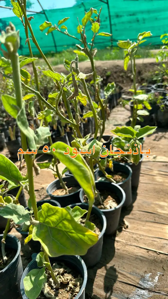 شتلات زينه ونباتات مثمره ب 2 ريالين 27