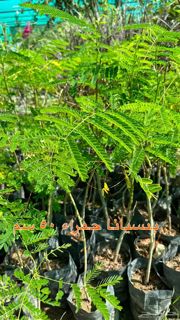 شتلات زينه ونباتات مثمره ب 2 ريالين 2