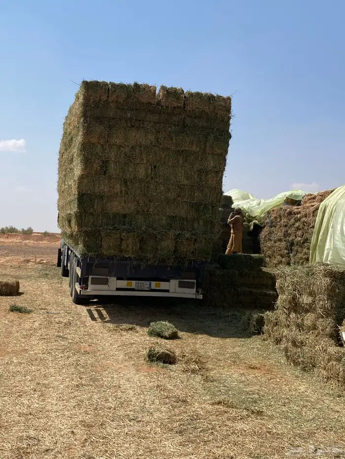 برسيم صافي فأخر درجه اولى من اجود انواع الاعلاف 2