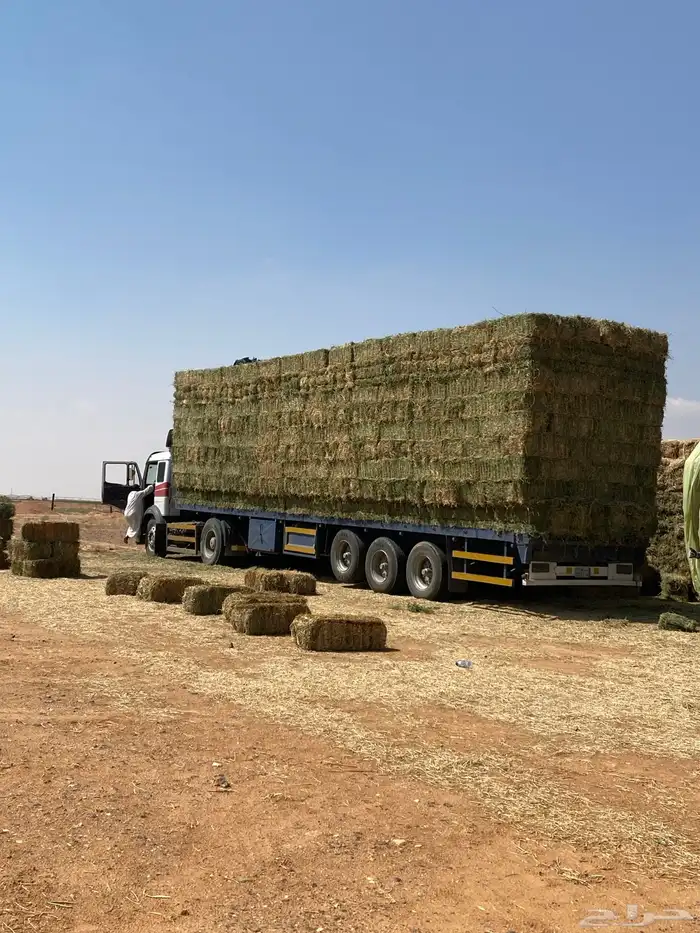 برسيم صافي فأخر درجه اولى من اجود انواع الاعلاف 0