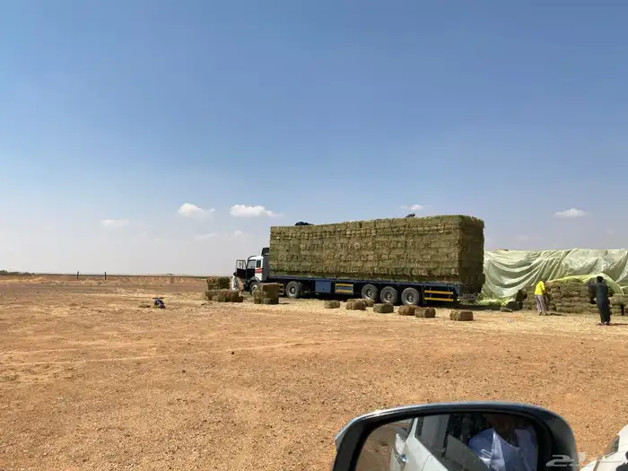 برسيم صافي فأخر درجه اولى من اجود انواع الاعلاف 3