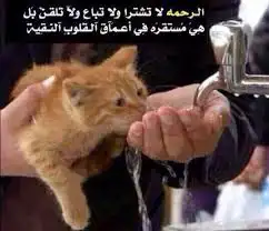 تبني جميع الحيونات 0