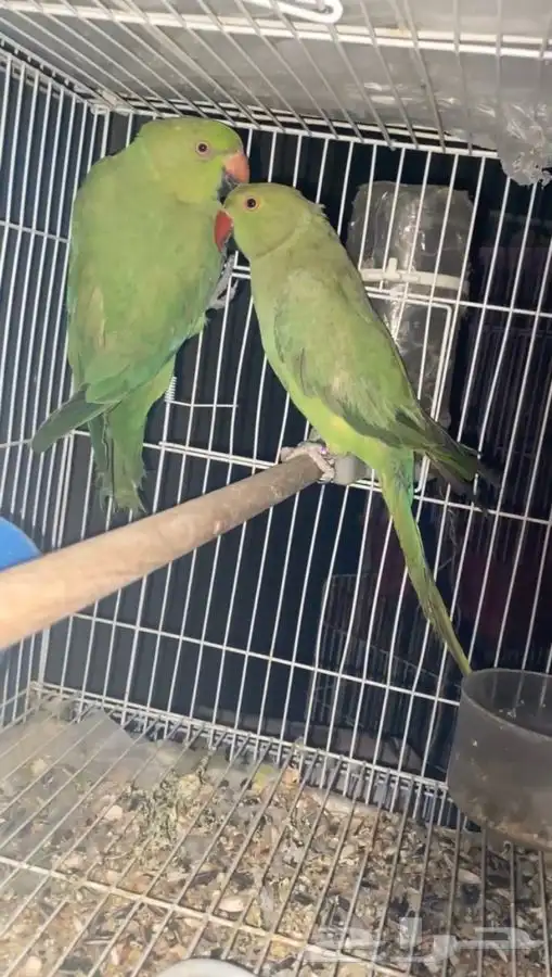 دره هندي   ( تممم البيع )  . 2