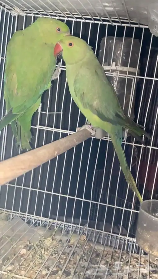 دره هندي   ( تممم البيع )  . 3