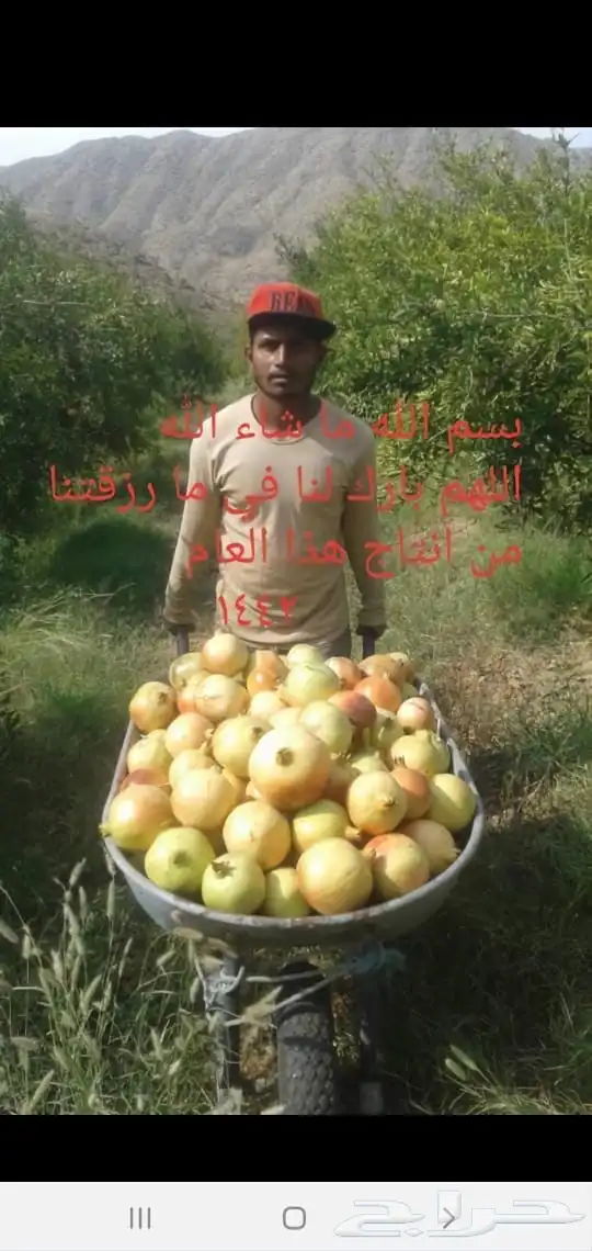 شتلات رمان 10 ريال 5