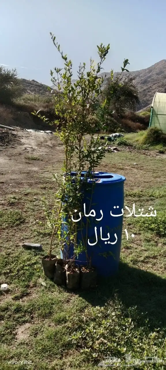 شتلات رمان 10 ريال 7