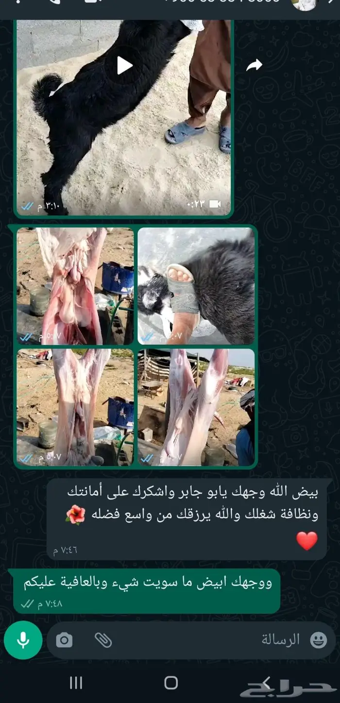 اقساط تمارا وتابي خرفان حريات فل الفل 4