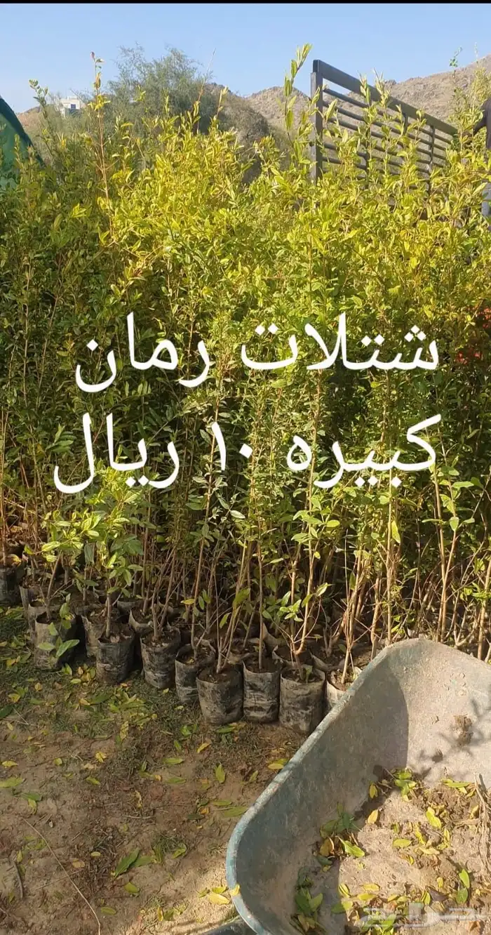 شتلات رمان 10 ريال 0