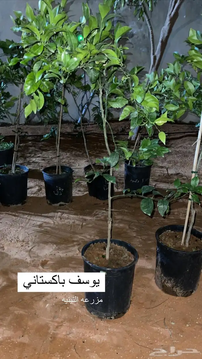حمضيات 19