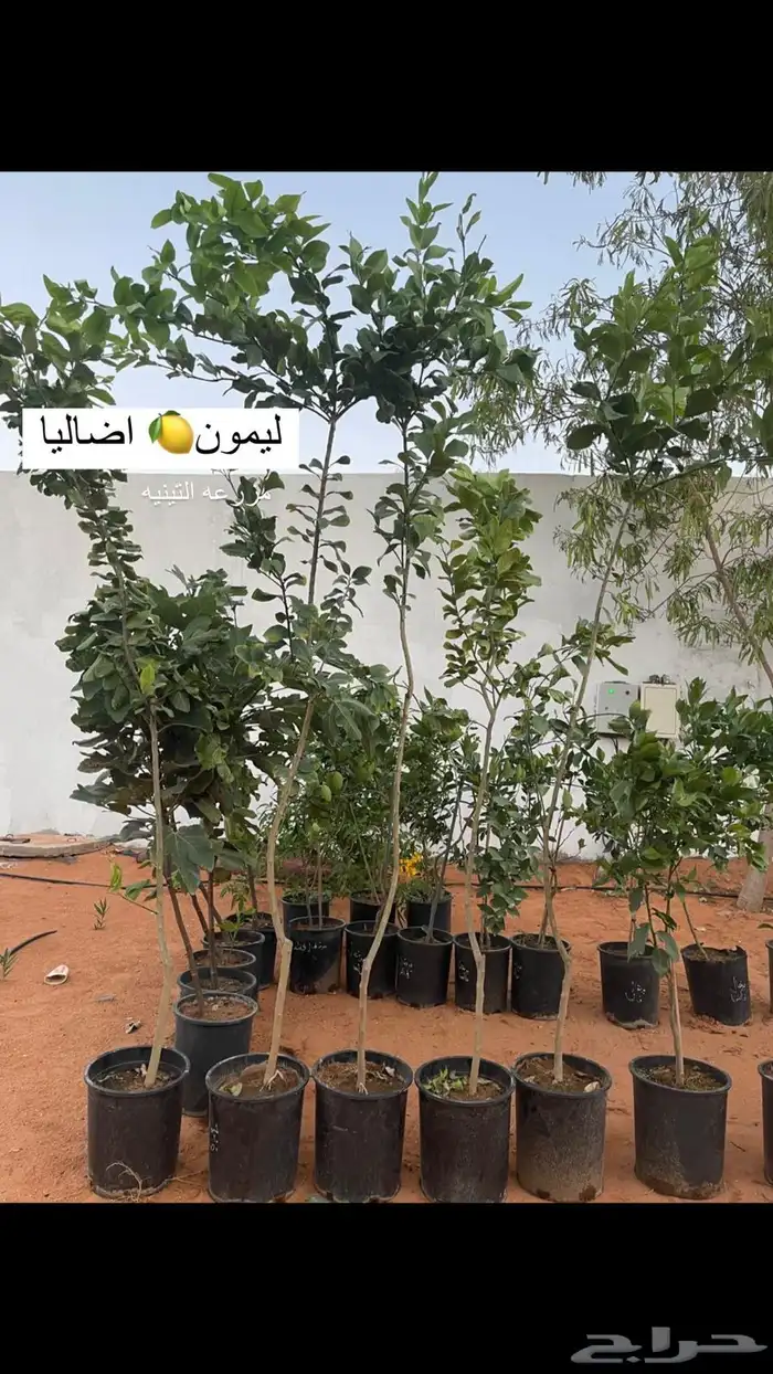 حمضيات 18