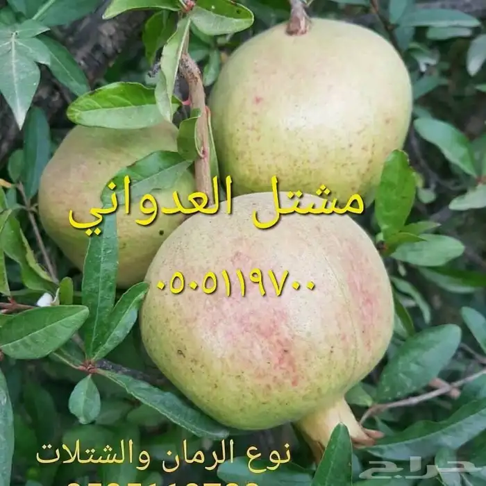 شتلات رمان 10 ريال 6