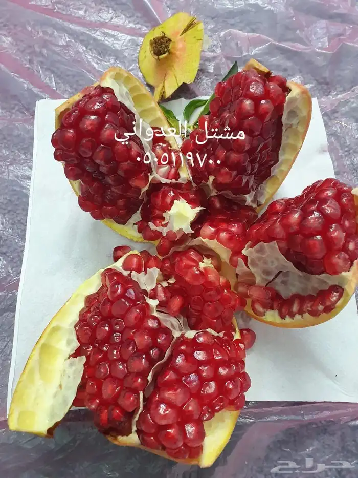 شتلات رمان 10 ريال 1