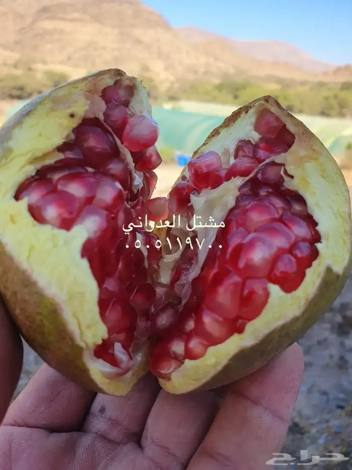 شتلات رمان 10 ريال 3