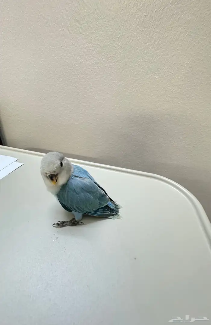 روز فرخ اليف غر 3