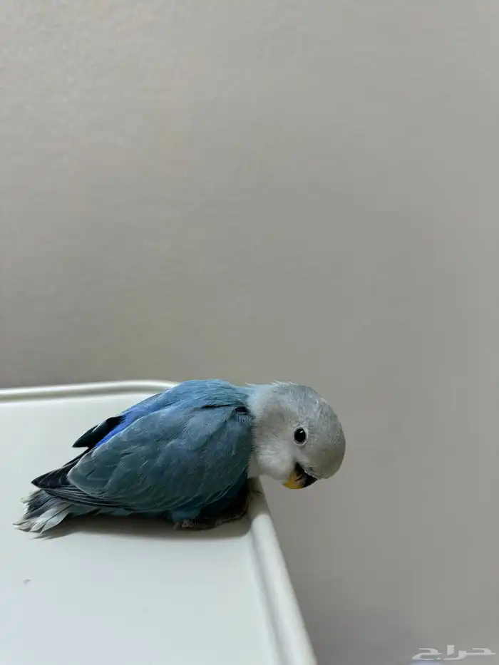 روز فرخ اليف غر 0