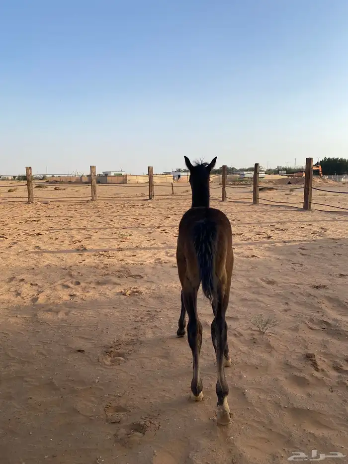 مهر شعبي للبيع (( تم البيع )) بحده 7
