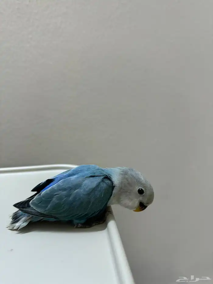 روز فرخ اليف غر 1