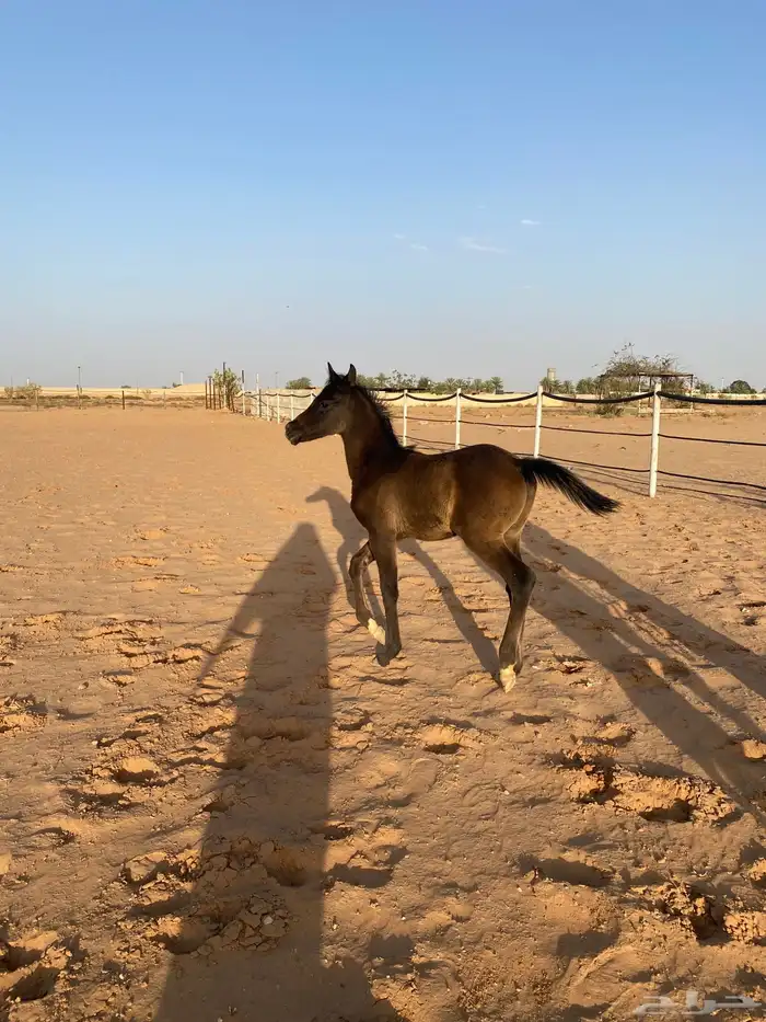 مهر شعبي للبيع (( تم البيع )) بحده 1