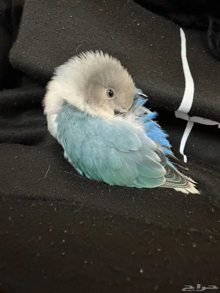 روز فرخ اليف غر 4