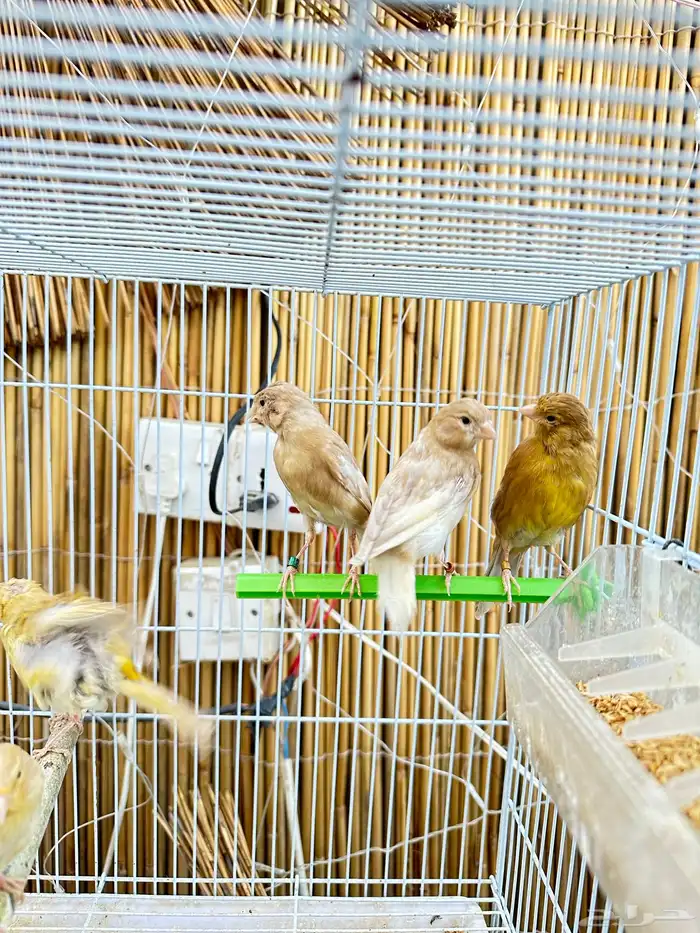فروخ كناري تم البيع خارج الموقع 6