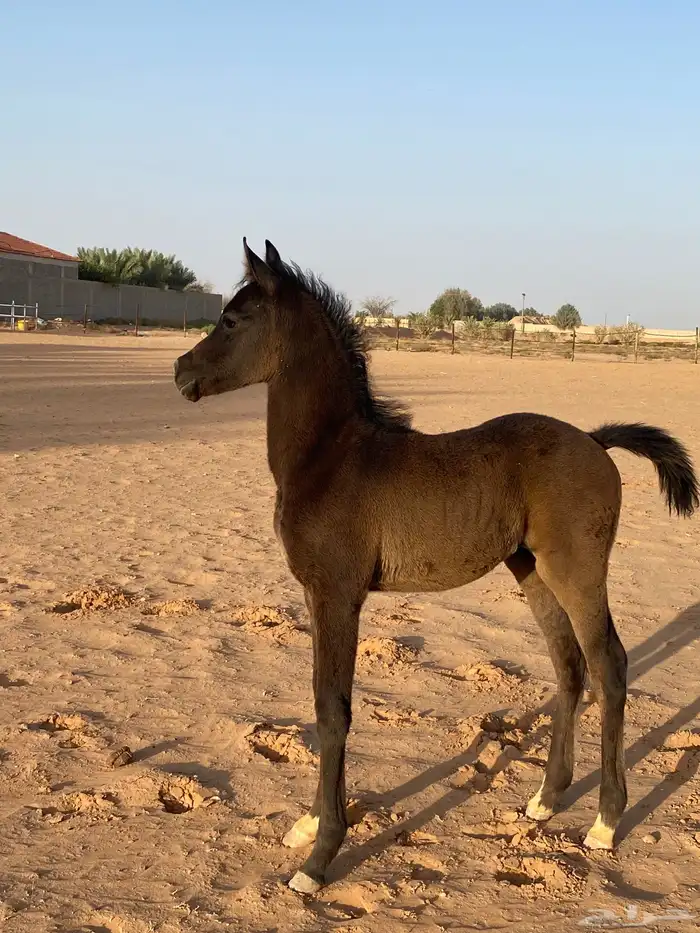 مهر شعبي للبيع (( تم البيع )) بحده 0