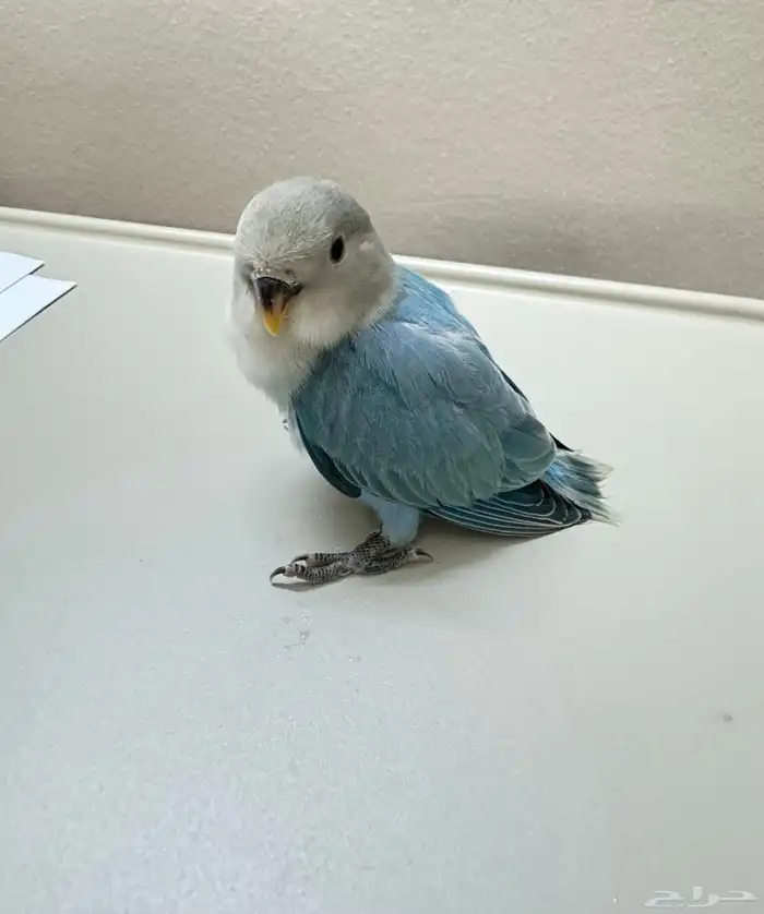 روز فرخ اليف غر 2