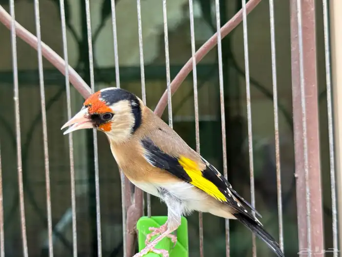 انثى حسون سورية جاااهزة . تم البيع 0