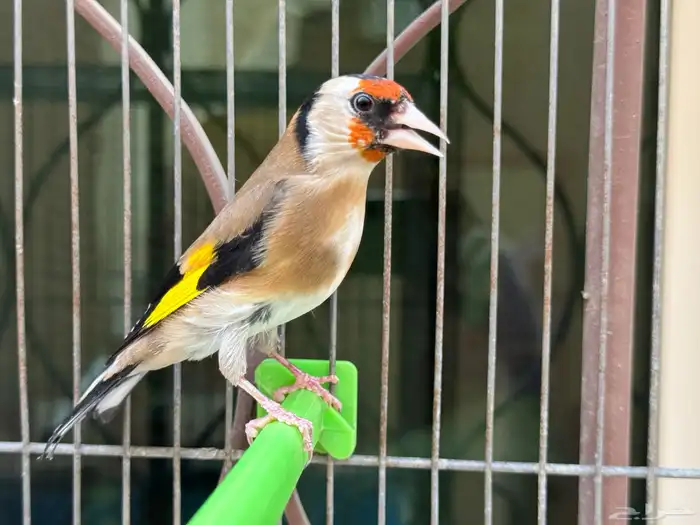 انثى حسون سورية جاااهزة . تم البيع 3